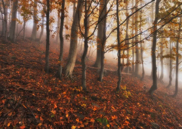 Nebelwald Herbstsonnenaufgang Märchenwald Landschaftliche Dämmerung — Stockfoto