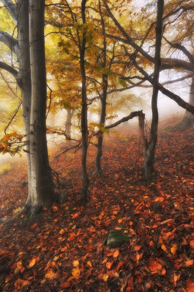 Bosque Niebla Otoño Amanecer Bosque Hadas Amanecer Escénico — Foto de Stock