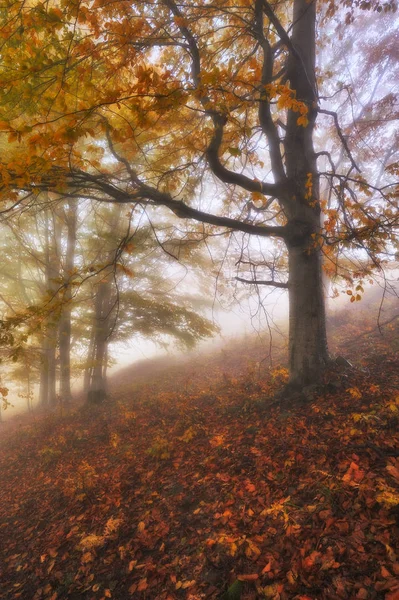 Jesiennym Lesie Mgła Pięknym Lesie Rano Lesie Bajki — Zdjęcie stockowe