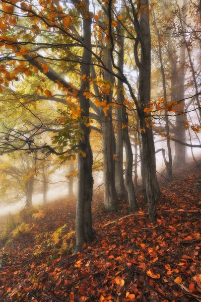 Осенний Лес Туман Прекрасном Лесу Утро Сказочном Лесу — стоковое фото