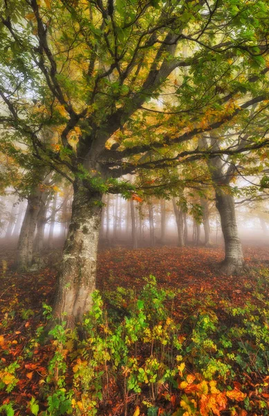 Herfst Bos Mist Een Prachtig Bos Ochtend Het Sprookjes Woud — Stockfoto