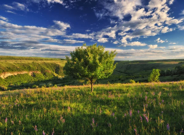 bahar çayırı. pitoresk nehir Kanyonu. bahar Vadisi