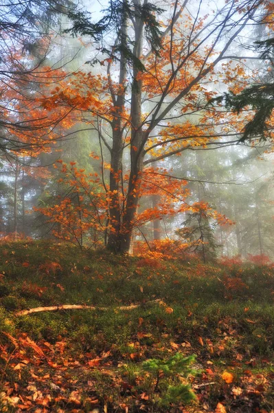 秋の森 美しい森の中の霧 妖精の森の朝 — ストック写真