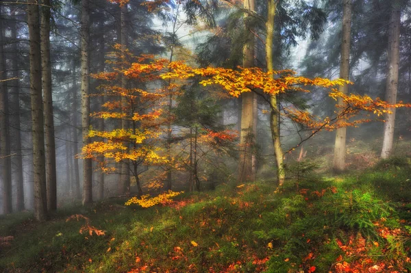 秋天的森林 雾在美丽的森林 早晨在仙林 — 图库照片