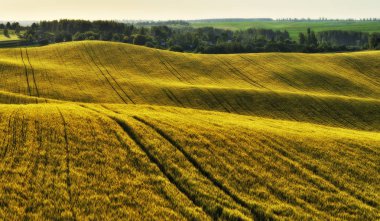 tepelik alan. bir bahar alanının pitoresk tepeler. bahar tepeleri