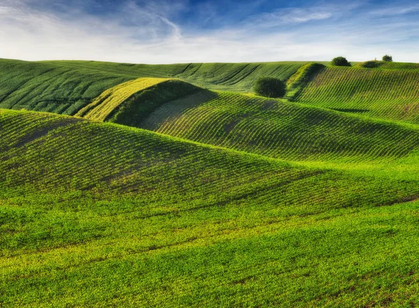 Hilly Field Picturesque Hills Spring Field Spring Hills — Stock Photo, Image