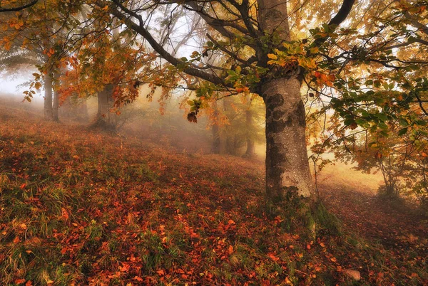 fairy forest. picturesque Carpathian forest. autumn foggy morning