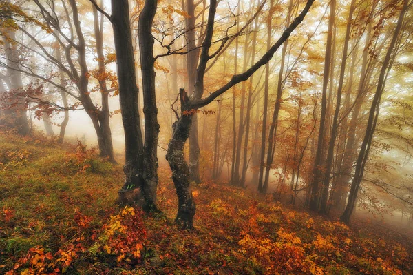 Floresta Das Fadas Pitoresca Floresta Dos Cárpatos Outono Manhã Nebulosa — Fotografia de Stock