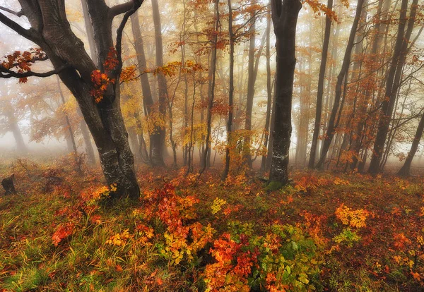 Волшебный Лес Живописный Карпатский Лес Туманное Осеннее Утро — стоковое фото