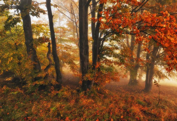 妖精の森絵のように美しいカルパティアの森 秋の霧の朝 — ストック写真