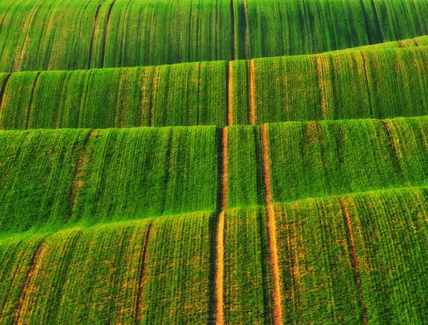 tepelik alan. Sonbahar alanı pitoresk tepeler. Sonbahar gündoğumu