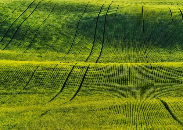 Hilly Field Picturesque Hills Abstract Spring Field — Stock Photo, Image