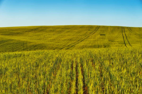 Hilly Field Picturesque Hills Abstract Spring Field — Stock Photo, Image