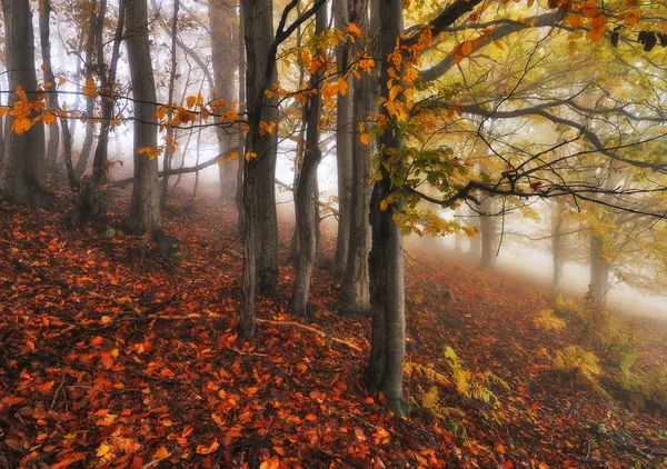 Herfst Bos Fairy Mistig Bos Pittoreske Ochtend — Stockfoto