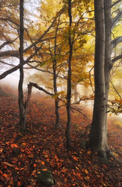 Herfst Bos Fairy Mistig Bos Pittoreske Ochtend — Stockfoto