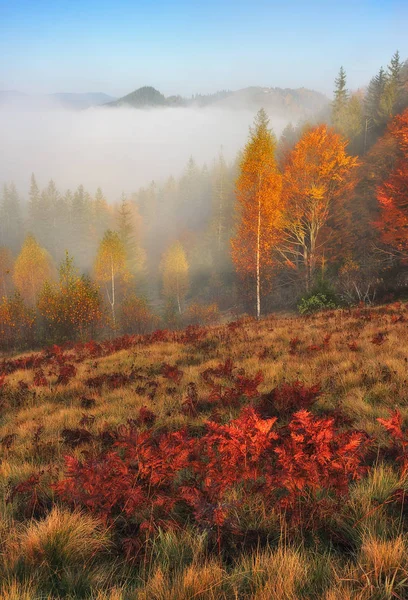 autumn forest. Fairy foggy forest. picturesque morning