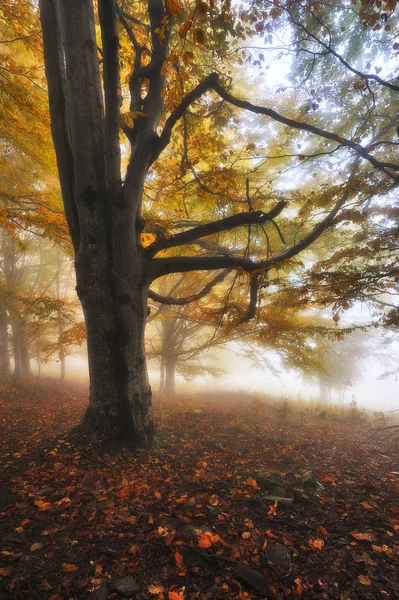 Herbstwald Märchenwald Malerischer Morgen — Stockfoto