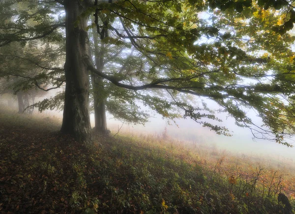 秋天的森林 童话般的雾蒙蒙的森林 风景如画的早晨 — 图库照片