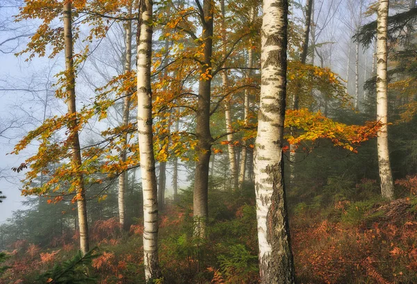 autumn forest. Fairy foggy forest. picturesque morning