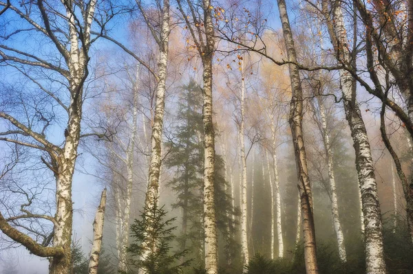 Autumn Forest Fairy Foggy Forest Picturesque Morning — Stock Photo, Image