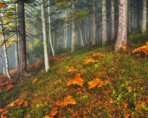 秋の森 妖精霧の森 絵の朝 — ストック写真