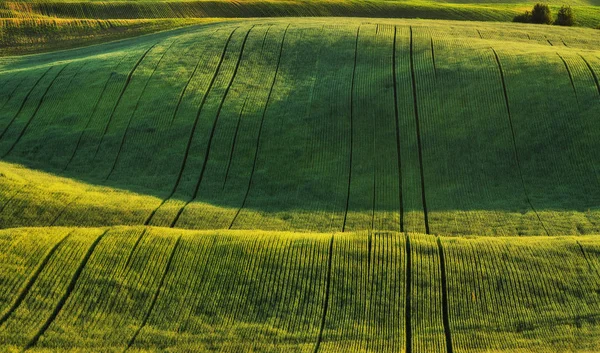 Kopcovitý Pole Malebné Jarní Pole Zemědělská Oblast — Stock fotografie