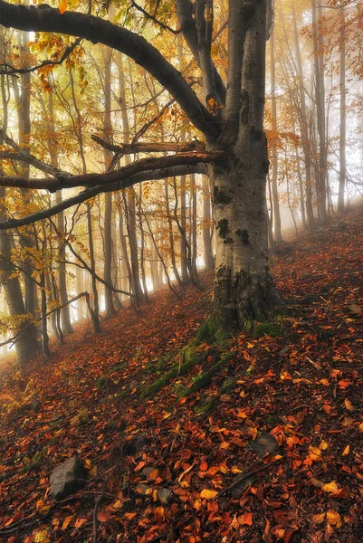秋天的森林 秋林中风景如画的日出 仙女林 — 图库照片