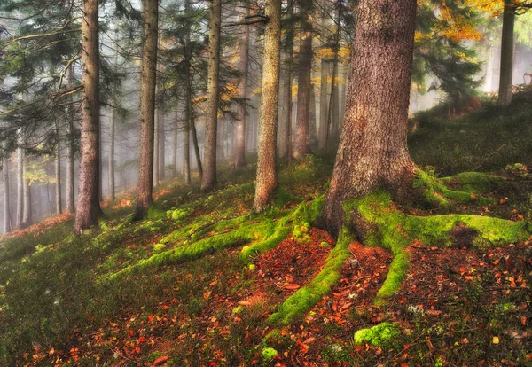 Höst Skogen Pittoresk Soluppgång Höst Skogen Fairy Forest — Stockfoto