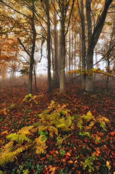Осенний Лес Живописный Восход Солнца Осеннем Лесу Волшебный Лес — стоковое фото