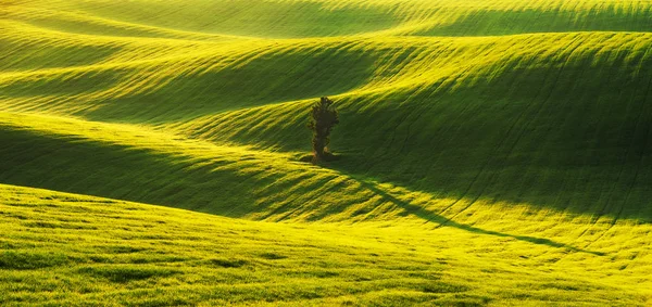 Campo Collinare Colline Primaverili Campo Agricolo Panoramico — Foto Stock