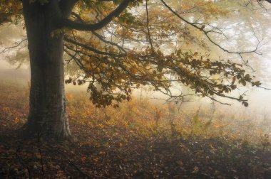 Sisli, fantastik bir sonbahar ormanı. Kayın ağaçları siste.