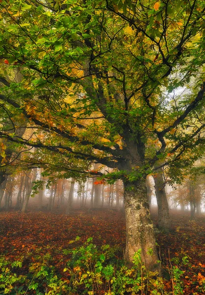 Misty Fantastic Autumn Forest Beech Trees Fog — Stock Photo, Image