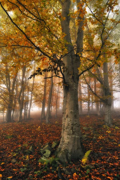 Uma Floresta Outono Fantástica Nebulosa Faias Estão Num Nevoeiro — Fotografia de Stock