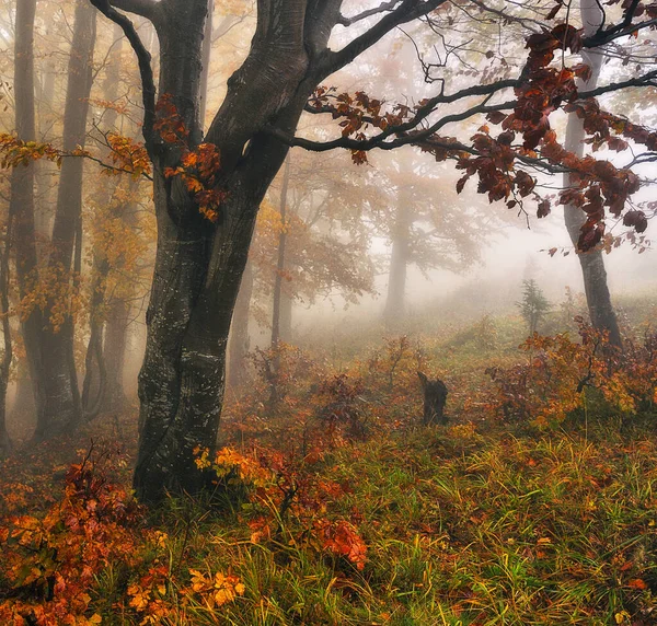 Ein Nebliger Fantastischer Herbstwald Die Buchen Liegen Nebel — Stockfoto