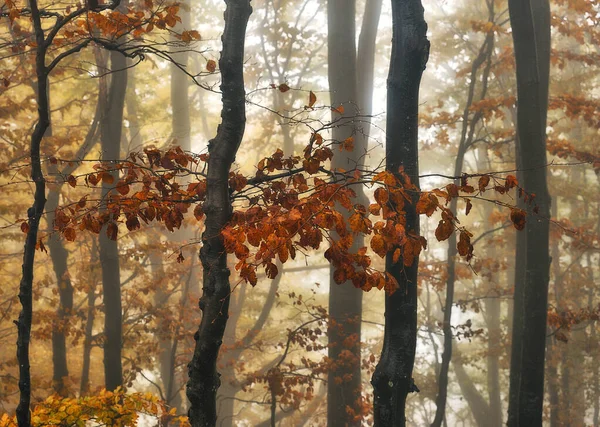 Una Nebbiosa Fantastica Foresta Autunnale Faggi Sono Una Nebbia — Foto Stock