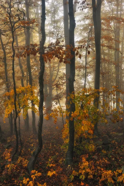 Ein Nebliger Fantastischer Herbstwald Die Buchen Liegen Nebel — Stockfoto