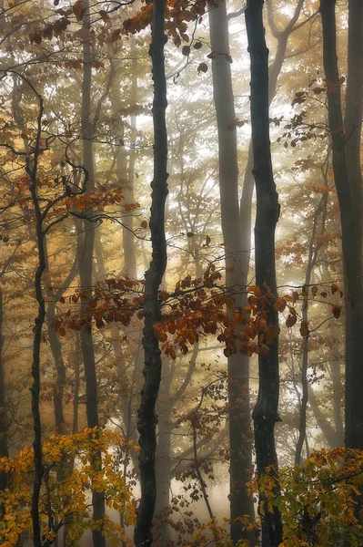 Туманный Фантастический Осенний Лес Буковые Деревья Тумане — стоковое фото