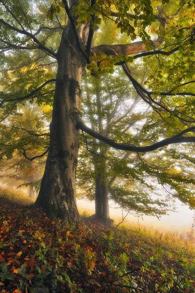 Een Mistig Fantastisch Herfstbos Beukenbomen Zijn Een Mist — Stockfoto