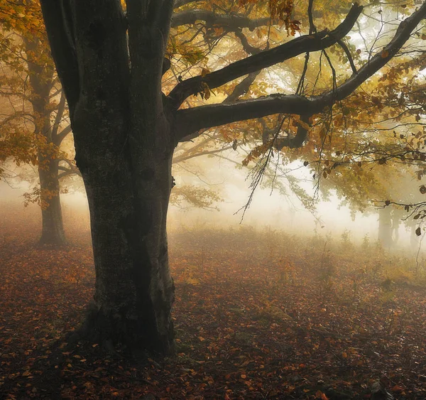 Misty Fantastic Autumn Forest Beech Trees Fog — Stock Photo, Image