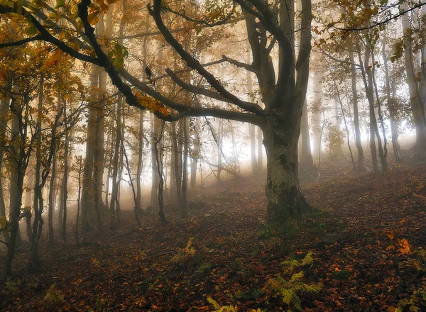 Une Forêt Automne Fantastique Brumeuse Les Hêtres Sont Dans Brouillard — Photo