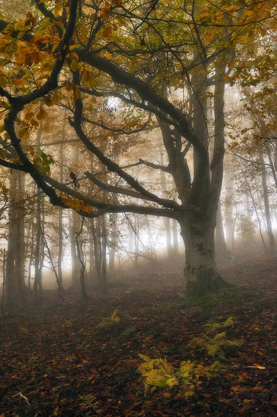Чудовий Осінній Ліс Букові Дерева Тумані — стокове фото