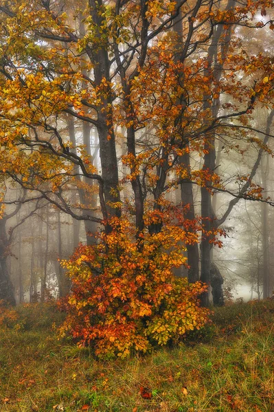 霧のような幻想的な秋の森 ブナは霧に包まれている — ストック写真