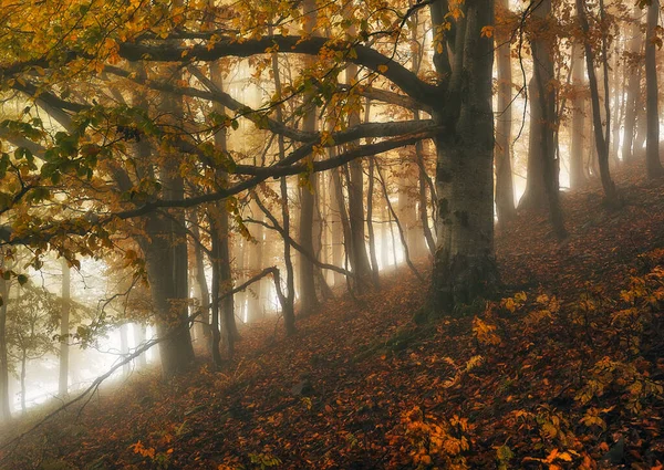 Une Forêt Automne Fantastique Brumeuse Les Hêtres Sont Dans Brouillard Photo De Stock