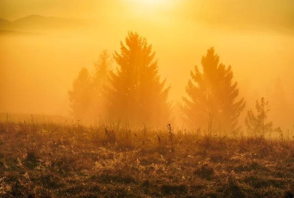 Światła Promieni Przez Drzewa Lesie — Zdjęcie stockowe