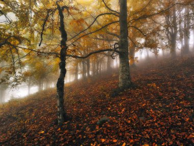Sisli, fantastik bir sonbahar ormanı