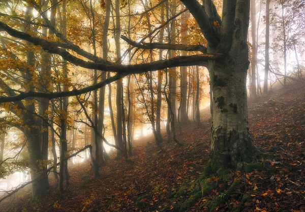 Uma Floresta Outono Fantástica Enevoada — Fotografia de Stock