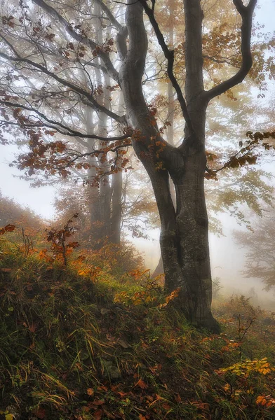 Sisli Fantastik Bir Sonbahar Ormanı — Stok fotoğraf