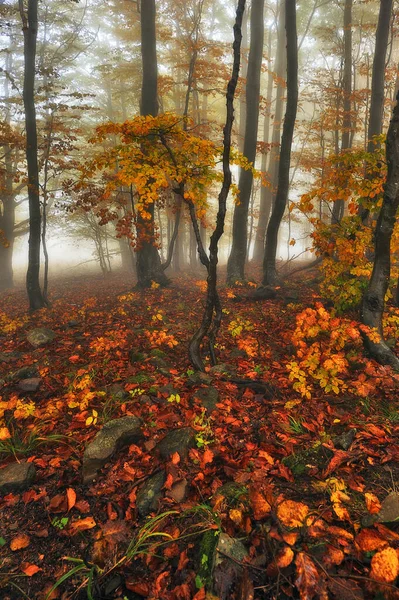 Une Forêt Automne Fantastique Brumeuse — Photo