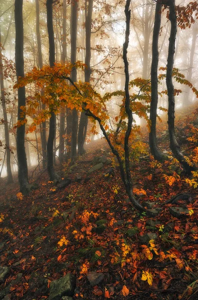 Uma Floresta Outono Fantástica Enevoada — Fotografia de Stock
