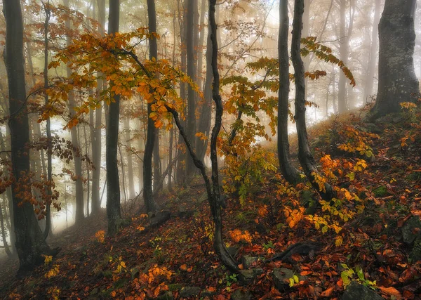 Mlhavý Fantastický Podzimní Les — Stock fotografie